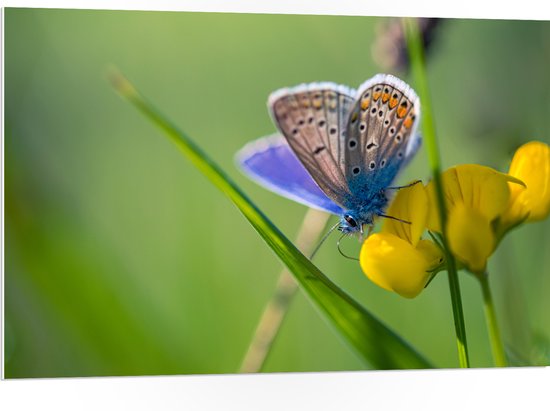 PVC Schuimplaat - Icarusblauwtje Vlinder op Gele Bloem met Groen Gekleurde Achtergrond - 105x70 cm Foto op PVC Schuimplaat (Met Ophangsysteem)