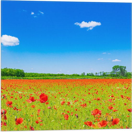 Un vaste champ rempli de coquelicots rouges, d'herbes vertes et de petites fleurs blanches, sur un ciel bleu vif avec des nuages blancs.
