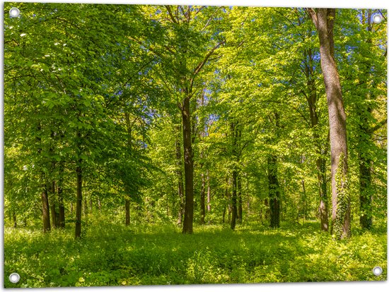 Tuinposter – Groen Bos in de Lente met Verschillende Bomen - 80x60 cm Foto op Tuinposter (wanddecoratie voor buiten en binnen)