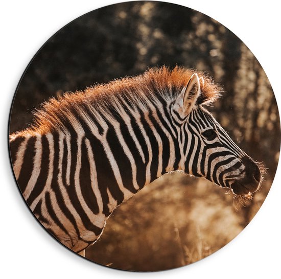 Dibond Muurcirkel - Zijaanzicht van Kleine Zebra in Oranje Zonlicht - 40x40 cm Foto op Aluminium Muurcirkel (met ophangsysteem)