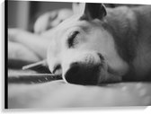 WallClassics - Canvas - Slapende Hond - Zwart Wit - 100x75 cm Foto op Canvas Schilderij (Wanddecoratie op Canvas)