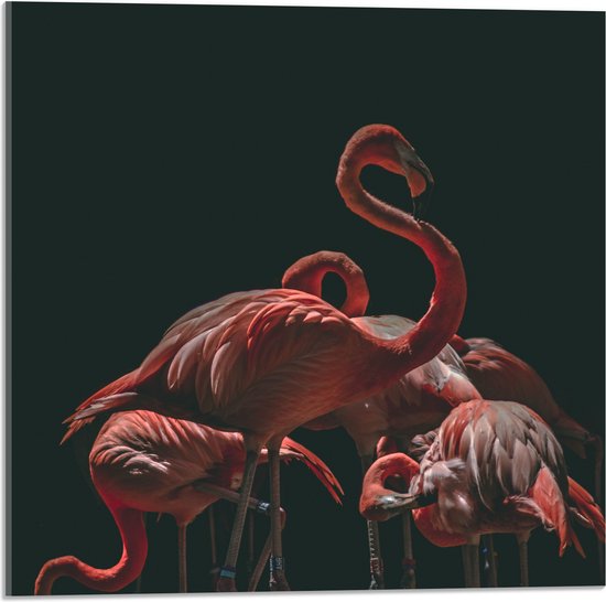WallClassics - Acrylglas - Roze Flamingo's met Zwarte Achtergrond - 50x50 cm Foto op Acrylglas (Met Ophangsysteem)