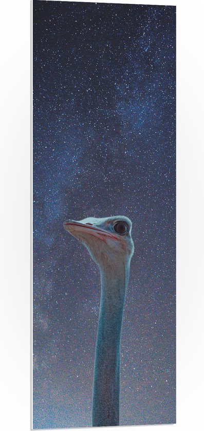 WallClassics - PVC Schuimplaat- Kop van een Struisvogel in Nacht - 40x120 cm Foto op PVC Schuimplaat