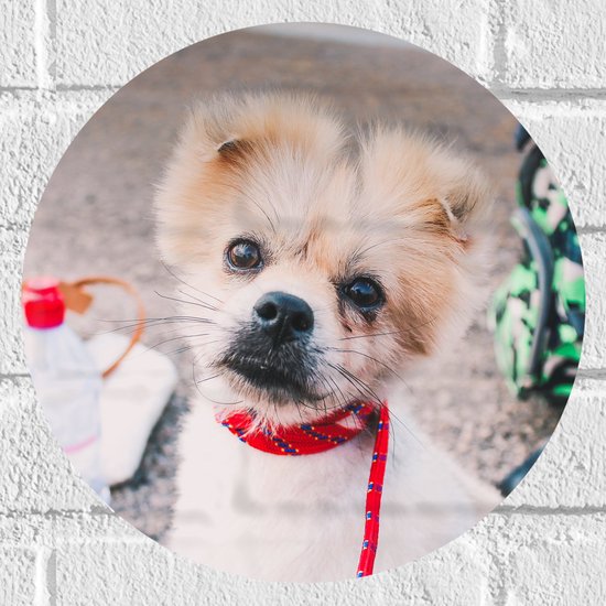WallClassics - Muursticker Cirkel - Puppy met Rood Halsbandje Kijkend in Camera - 30x30 cm Foto op Muursticker