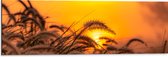 Dibond - Stappel Grassen bij Felkleurige Zonsondergang in het Oranje - 90x30 cm Foto op Aluminium (Met Ophangsysteem)