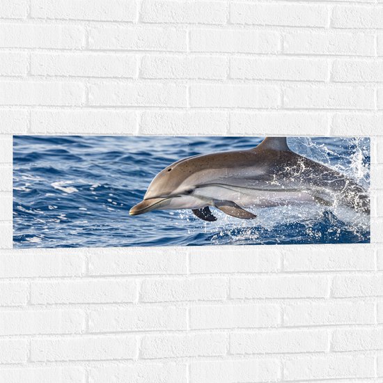 Muursticker - Springende Tevreden Dolfijn - 90x30 cm Foto op Muursticker