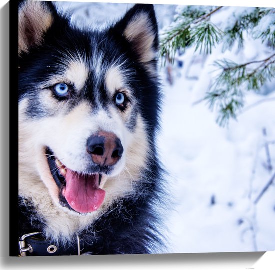 WallClassics - Canvas - Prachtige Husky met Felle Ogen in de Sneeuw - 60x60 cm Foto op Canvas Schilderij (Wanddecoratie op Canvas)