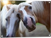 WallClassics - Tuinposter – Poserende Paarden voor Camera - 80x60 cm Foto op Tuinposter (wanddecoratie voor buiten en binnen)