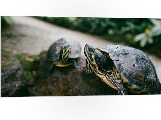 WallClassics - PVC Schuimplaat- Twee Groene Schildpadden op een Rots - 100x50 cm Foto op PVC Schuimplaat