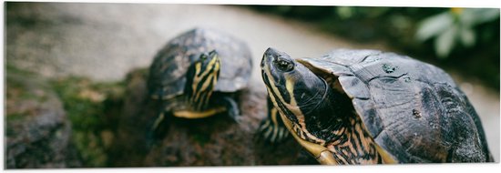 WallClassics - Acrylglas - Twee Groene Schildpadden op een Rots - 120x40 cm Foto op Acrylglas (Met Ophangsysteem)