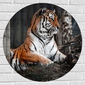 WallClassics - Muursticker Cercle - Tigre Assis sur le Terre dans la Forêt - 70x70 cm Photo sur Muursticker