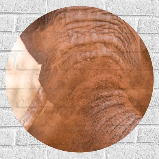 WallClassics - Muursticker Cirkel - Olifant met Zand over Slurf - 60x60 cm Foto op Muursticker