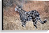 Canvas - Wegkijkende Cheetah in Afrikaans Landschap - 60x40 cm Foto op Canvas Schilderij (Wanddecoratie op Canvas)