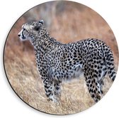 Dibond Muurcirkel - Wegkijkende Cheetah in Afrikaans Landschap - 40x40 cm Foto op Aluminium Muurcirkel (met ophangsysteem)