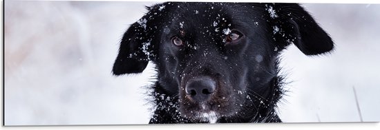 Dibond - Zwart met Witte Hond in Sneeuwlandschap - 90x30 cm Foto op Aluminium (Met Ophangsysteem)