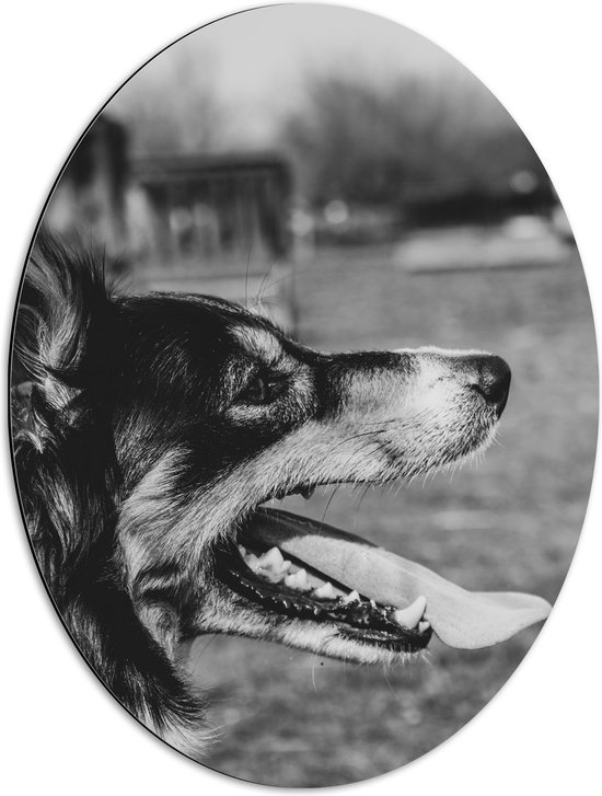 WallClassics - Dibond Ovaal - Opzij kijkende Hond met Tong uit Mond - Zwart Wit - 51x68 cm Foto op Ovaal (Met Ophangsysteem)
