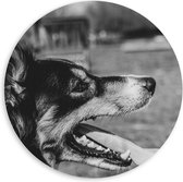 WallClassics - PVC Schuimplaat Muurcirkel - Opzij kijkende Hond met Tong uit Mond - Zwart Wit - 60x60 cm Foto op Muurcirkel (met ophangsysteem)