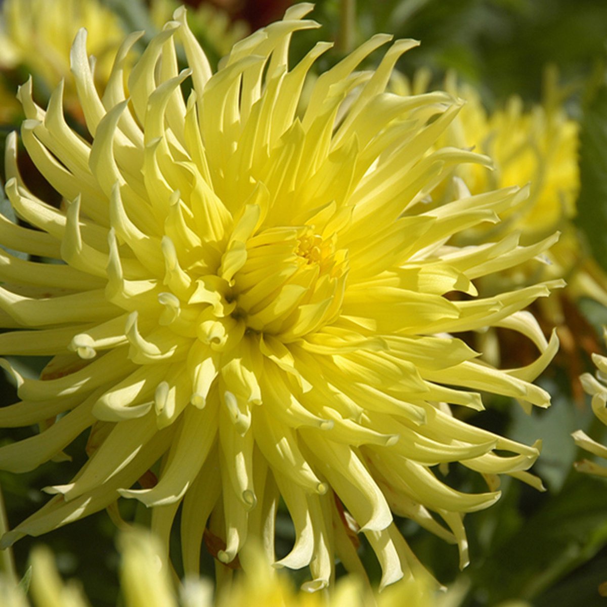 Dahlia Kennemerland | 3 stuks | Cactus Dahlia | Knol | Snijbloem | Geel | Dahlia Knollen van Top Kwaliteit | 100% Bloeigarantie | QFB Gardening