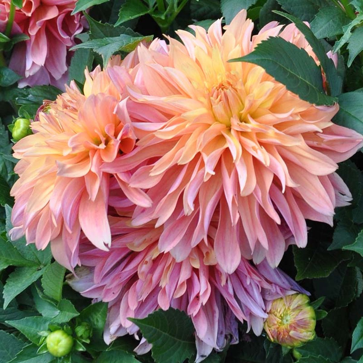 Dahlia Garden Desire | 3 stuks | Decoratieve Dahlia | Knol | Geschikt voor in Pot | Geel | Oranje | Zalm | Dahlia Knollen van Top Kwaliteit | 100% Bloeigarantie | QFB Gardening