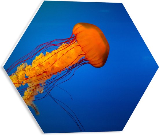WallClassics - PVC Schuimplaat Hexagon - Oranje Kwal Zwemmend in Donker Blauwe Oceaan - 40x34.8 cm Foto op Hexagon (Met Ophangsysteem)
