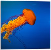 WallClassics - Dibond - Oranje Kwal Zwemmend in Donker Blauwe Oceaan - 50x50 cm Foto op Aluminium (Met Ophangsysteem)