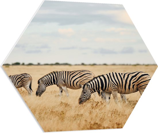 PVC Schuimplaat Hexagon - Trio van Grazende Zebra's in Droog Afrikaans Landschap - 70x60.9 cm Foto op Hexagon (Met Ophangsysteem)