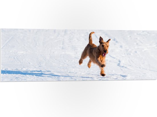 WallClassics - PVC Schuimplaat - Bruine Hond rennend in de Sneeuw - 120x40 cm Foto op PVC Schuimplaat (Met Ophangsysteem)
