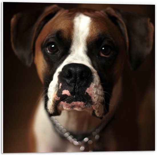 WallClassics PVC Schuimplaat Bruine Hond met Witte Vlekken Boxer 50x50 cm Foto... bol