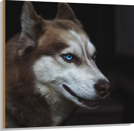 WallClassics - Hout - Bruine Siberische Husky - 100x100 cm - 9 mm dik - Foto op Hout (Met Ophangsysteem)