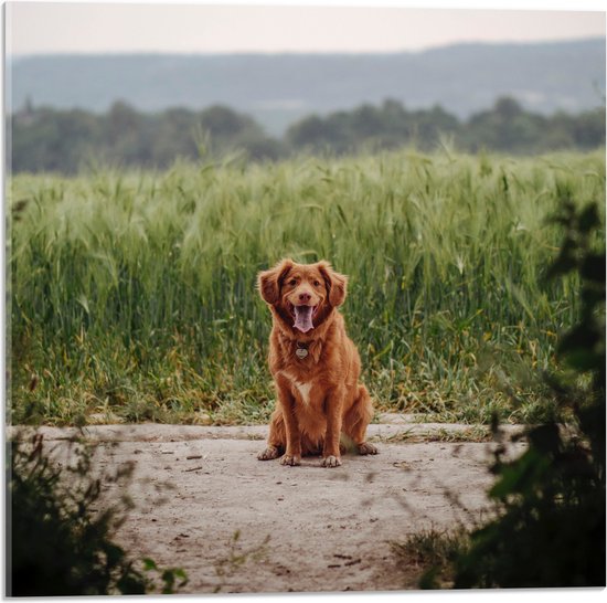 WallClassics - Acrylglas - Bruine Hond zittend op het Zand - 50x50 cm Foto op Acrylglas (Met Ophangsysteem)