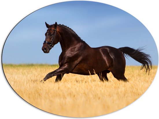 Dibond Ovaal - Bruin Paard Gallopernd door het Hoge Gras - 80x60 cm Foto op Ovaal (Met Ophangsysteem)