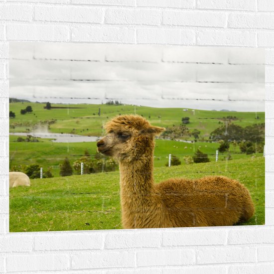 Muursticker - Bruine Huacaya Lama Liggend in het Gras - 100x75 cm Foto op Muursticker