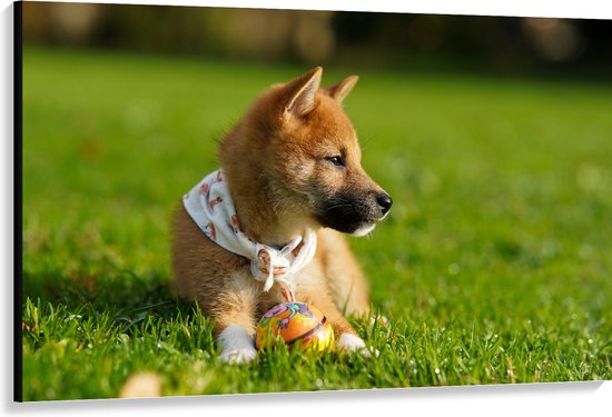 WallClassics - Canvas - Bruine Shiba Hond in het Gras - 150x100 cm Foto op Canvas Schilderij (Wanddecoratie op Canvas)