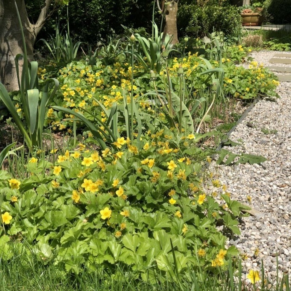 Plants