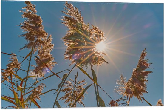 Vlag - Felle Zon Vallend op Droge Grassen - 75x50 cm Foto op Polyester Vlag