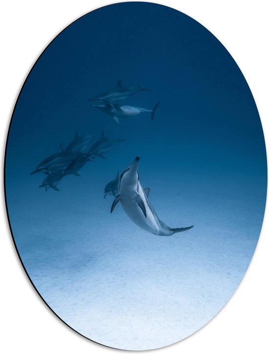 Dibond Ovaal - Groepje Wilde Dolfijnen op de Zeebodem - 42x56 cm Foto op Ovaal (Met Ophangsysteem)