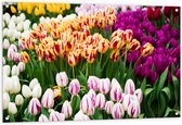 Tuinposter – Bloemenveld met Oranje, Roze en Paarse Tulpen - 120x80 cm Foto op Tuinposter (wanddecoratie voor buiten en binnen)