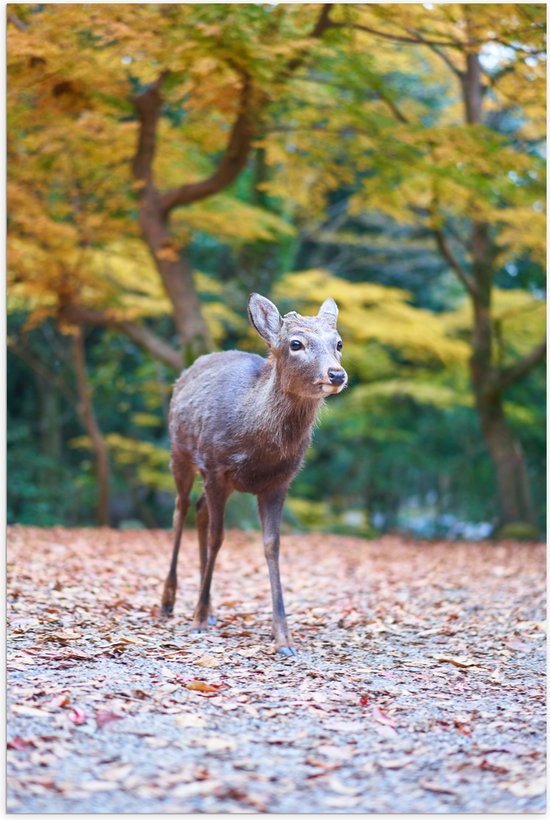 Poster (Mat) - Hertje tussen Herfstbladeren in Bos - 40x60 cm Foto op Posterpapier met een Matte look