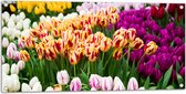 Tuinposter – Bloemenveld met Oranje, Roze en Paarse Tulpen - 100x50 cm Foto op Tuinposter (wanddecoratie voor buiten en binnen)