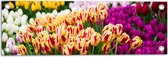 Tuinposter – Bloemenveld met Oranje, Roze en Paarse Tulpen - 60x20 cm Foto op Tuinposter (wanddecoratie voor buiten en binnen)