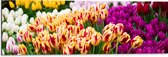 Dibond - Bloemenveld met Oranje, Roze en Paarse Tulpen - 90x30 cm Foto op Aluminium (Met Ophangsysteem)
