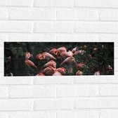 Muursticker - Groep Flamingo's in het Water tussen Bomen en Planten - 60x20 cm Foto op Muursticker