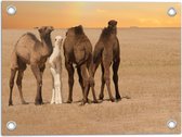 Tuinposter – Drie Kamelen met Jong in Woestijn Landschap - 40x30 cm Foto op Tuinposter (wanddecoratie voor buiten en binnen)