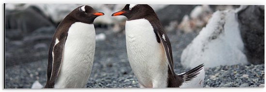 Dibond - Pingïun Duo op Stenen bij de Sneeuw - 60x20 cm Foto op Aluminium (Wanddecoratie van metaal)