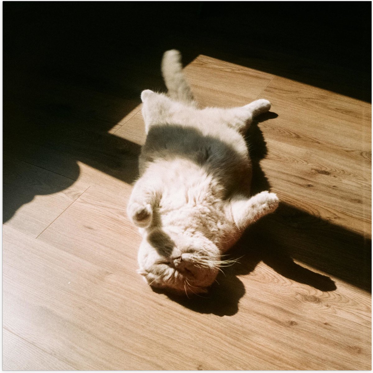 Poster Glanzend – Bruinkleurige Kat Liggend op Houten Vloer in het Zonnetje - 50x50 cm Fot