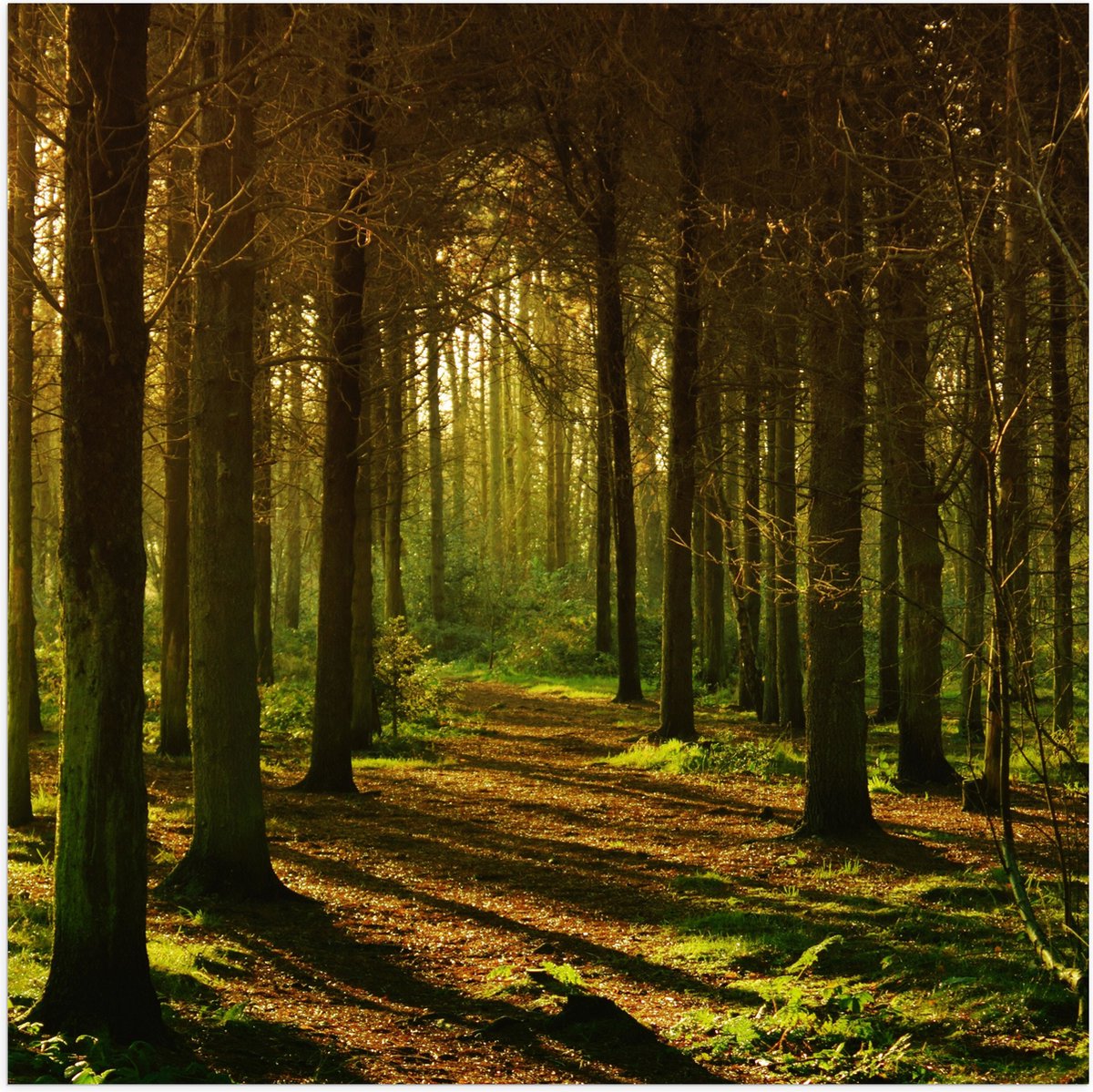 Poster (Mat) - Zonnestralen langs Stammen van Boom - 80x80 cm Foto op Posterpapier met een