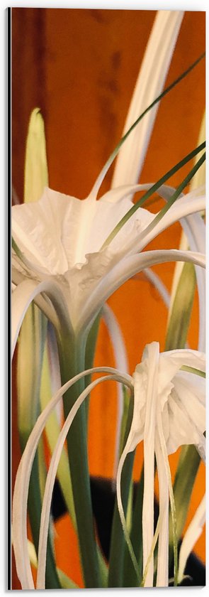 Dibond - Witte Bloem met Lange Smalle Bloembladeren - 20x60 cm Foto op Aluminium (Wanddecoratie van metaal)