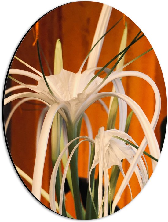 Dibond Ovaal - Witte Bloem met Lange Smalle Bloembladeren - 30x40 cm Foto op Ovaal (Met Ophangsysteem)