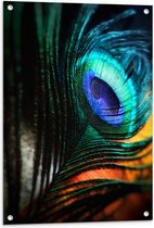 Tuinposter – Close-up van Helderkleurige Pauwenveer - 60x90 cm Foto op Tuinposter (wanddecoratie voor buiten en binnen)