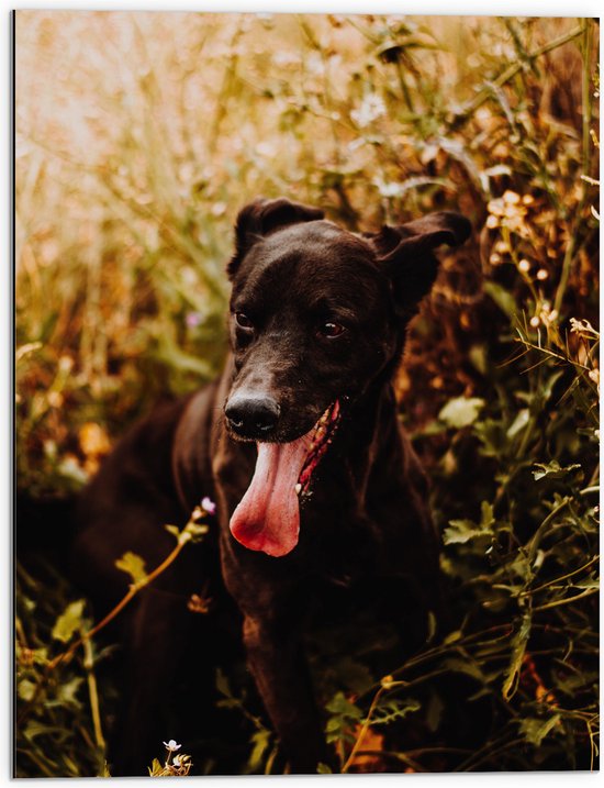 Dibond - Hijgende Zwarte Hond tussen Groene Takken - 60x80 cm Foto op Aluminium (Met Ophangsysteem)